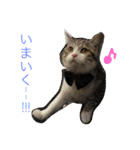 愛猫くんサバトラな毎日（個別スタンプ：5）
