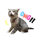 愛猫くんサバトラな毎日（個別スタンプ：6）