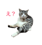 愛猫くんサバトラな毎日（個別スタンプ：7）