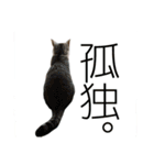 愛猫くんサバトラな毎日（個別スタンプ：9）