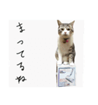愛猫くんサバトラな毎日（個別スタンプ：10）