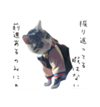 愛猫くんサバトラな毎日（個別スタンプ：11）