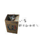 愛猫くんサバトラな毎日（個別スタンプ：12）