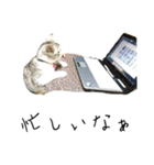 愛猫くんサバトラな毎日（個別スタンプ：13）