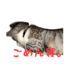 愛猫くんサバトラな毎日（個別スタンプ：14）