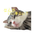 愛猫くんサバトラな毎日（個別スタンプ：15）