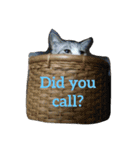愛猫くんサバトラな毎日（個別スタンプ：16）