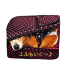 エルのスタンプだよ（個別スタンプ：1）