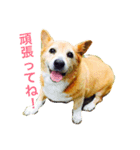エルのスタンプだよ（個別スタンプ：9）