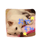 ひめたん（個別スタンプ：2）