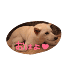 ひめたん（個別スタンプ：3）