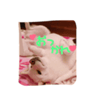 ひめたん（個別スタンプ：5）