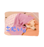 ひめたん（個別スタンプ：7）