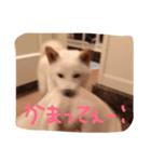 ひめたん（個別スタンプ：8）