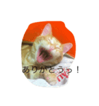 おもかわトラタン（個別スタンプ：3）