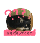 まろ眉黒チワワのパールちゃん（個別スタンプ：5）