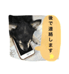まろ眉黒チワワのパールちゃん（個別スタンプ：6）