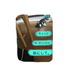 まろ眉黒チワワのパールちゃん（個別スタンプ：8）