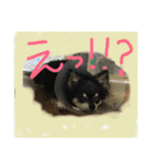 まろ眉黒チワワのパールちゃん（個別スタンプ：9）