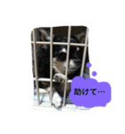 まろ眉黒チワワのパールちゃん（個別スタンプ：12）