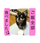 まろ眉黒チワワのパールちゃん（個別スタンプ：13）