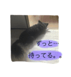 まろ眉黒チワワのパールちゃん（個別スタンプ：15）