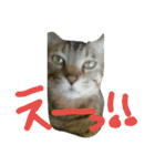 チャイスタンプ 2（個別スタンプ：3）