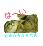 チャイスタンプ 2（個別スタンプ：7）