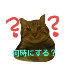 チャイスタンプ 2（個別スタンプ：8）