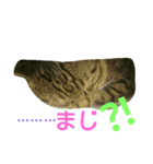 チャイスタンプ 2（個別スタンプ：9）