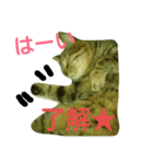 チャイスタンプ 2（個別スタンプ：14）