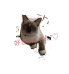 私は猫ちゃん（個別スタンプ：1）