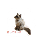 私は猫ちゃん（個別スタンプ：3）