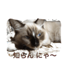 私は猫ちゃん（個別スタンプ：4）