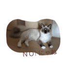 私は猫ちゃん（個別スタンプ：7）