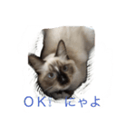 私は猫ちゃん（個別スタンプ：8）