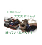 私は猫ちゃん（個別スタンプ：10）