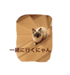 私は猫ちゃん（個別スタンプ：11）