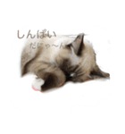 私は猫ちゃん（個別スタンプ：13）