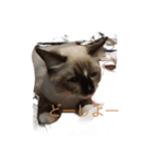 私は猫ちゃん（個別スタンプ：14）