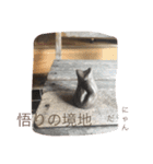 私は猫ちゃん（個別スタンプ：15）