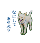 コロとの思い出。（個別スタンプ：6）