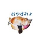 コロとの思い出。（個別スタンプ：8）