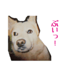 コロとの思い出。（個別スタンプ：9）