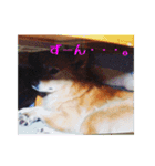 コロとの思い出。（個別スタンプ：11）