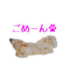 コロとの思い出。（個別スタンプ：12）
