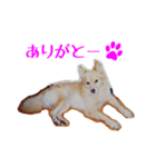 コロとの思い出。（個別スタンプ：13）