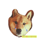 柴犬シンバの楽しい毎日（個別スタンプ：1）