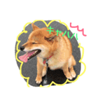 柴犬シンバの楽しい毎日（個別スタンプ：2）