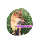 柴犬シンバの楽しい毎日（個別スタンプ：5）